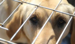 娱乐吃瓜酱中狗妈