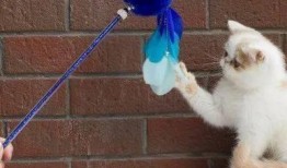 玩滑梯的猫咪娱乐吃瓜酱