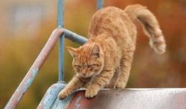 玩滑梯的猫咪娱乐吃瓜酱