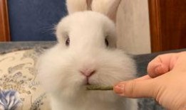 娱乐吃瓜小兔子视频大全