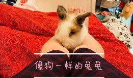 娱乐吃瓜小兔子视频大全